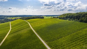 Weinberge im August - Vineyards in August