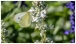 Schmetterling - Butterfly