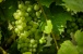 Trauben - Grapes