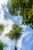 Looking up