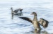 Nilgans - Egyptian Goose