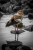 Noch eine Nilgans - Another Egyptian Goose