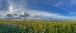 Sonnenblumenfeld - Field with Sunflowers