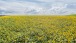 Sonnenblumenfeld von oben - Sunflowerfield from above