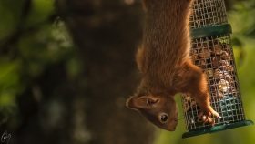 Squirrel steals bird food