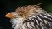 Buzzard