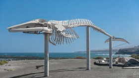 Skeleton of a Fin Whale at Fuerteventura