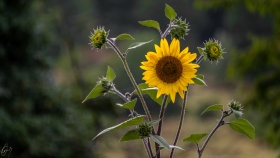 Sonnenblumen
