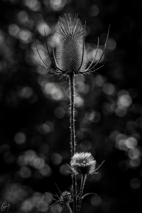 Wild Cardoon