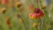 Kokardenblume