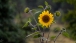 Sonnenblumen
