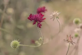 Witwenblume