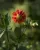 Eine Dahlie mit Besuch
