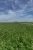 Ackerland
