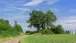 Alter Baum im Sommer
