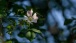 Eine Hundsrose