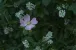 Eine Hundsrose
