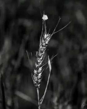 Before Harvest