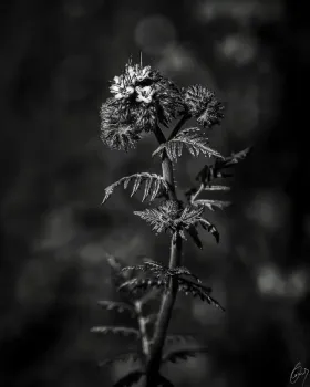 Flower at the wayside