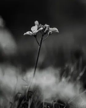Meadowfoam in Black and White