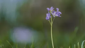 Wiesenschaumkraut