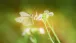 Ein Schmetterling