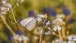 Ein Schmetterling