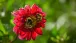 Eine Dahlie mit Besuch