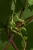 Detail einer Weinrebe