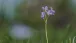 Wiesenschaumkraut