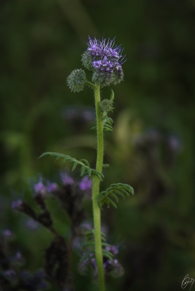 Büschelschönblüte im November