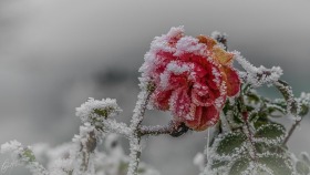 Dec 18 12