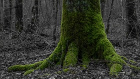 Baumwurzeln wie Pfoten - Tree roots like paws