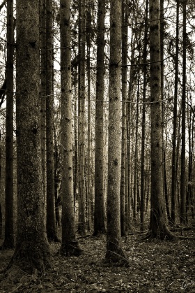 Bäume im Dezember - Trees in December