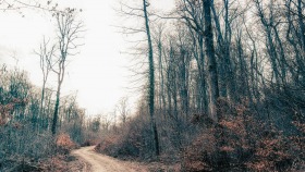 Waldweg - Forest Path