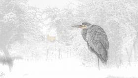 Reiher im Schnee - Heron in snow