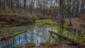 Teich im Wald - Pond in Forest