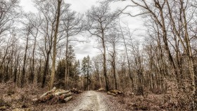 Spaziergang im Wald - Walk in the woods