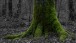 Baumwurzeln wie Pfoten - Tree roots like paws