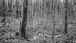 Winterwald - Winter forest