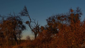 Goldene Stunde