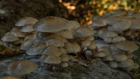 Pilze