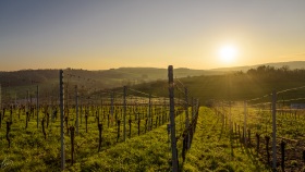 Weinberge am späten Nachmittag