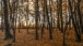 Im Herbstwald