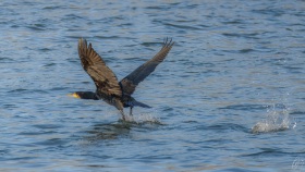 Kormoran