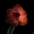 Amaryllis