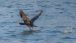 Kormoran