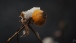 Eine Rose im Winterschlaf