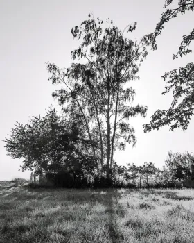 Four Birches