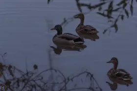 Eine Entenfamilie